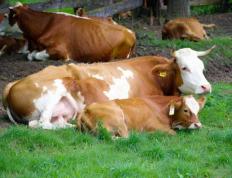 kaiyun-母牛掉(diào)球(qiú)有什(shén)麽(me)方法解(jiě)决