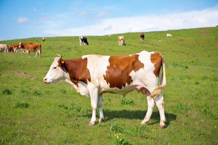 kaiyun-母牛掉(diào)球(qiú)有什(shén)麽(me)方法解(jiě)决